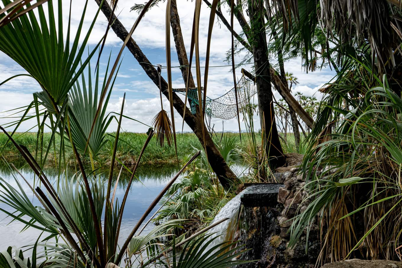 Palme dum lungo il fiume Awash nel parco nazionale di Awash