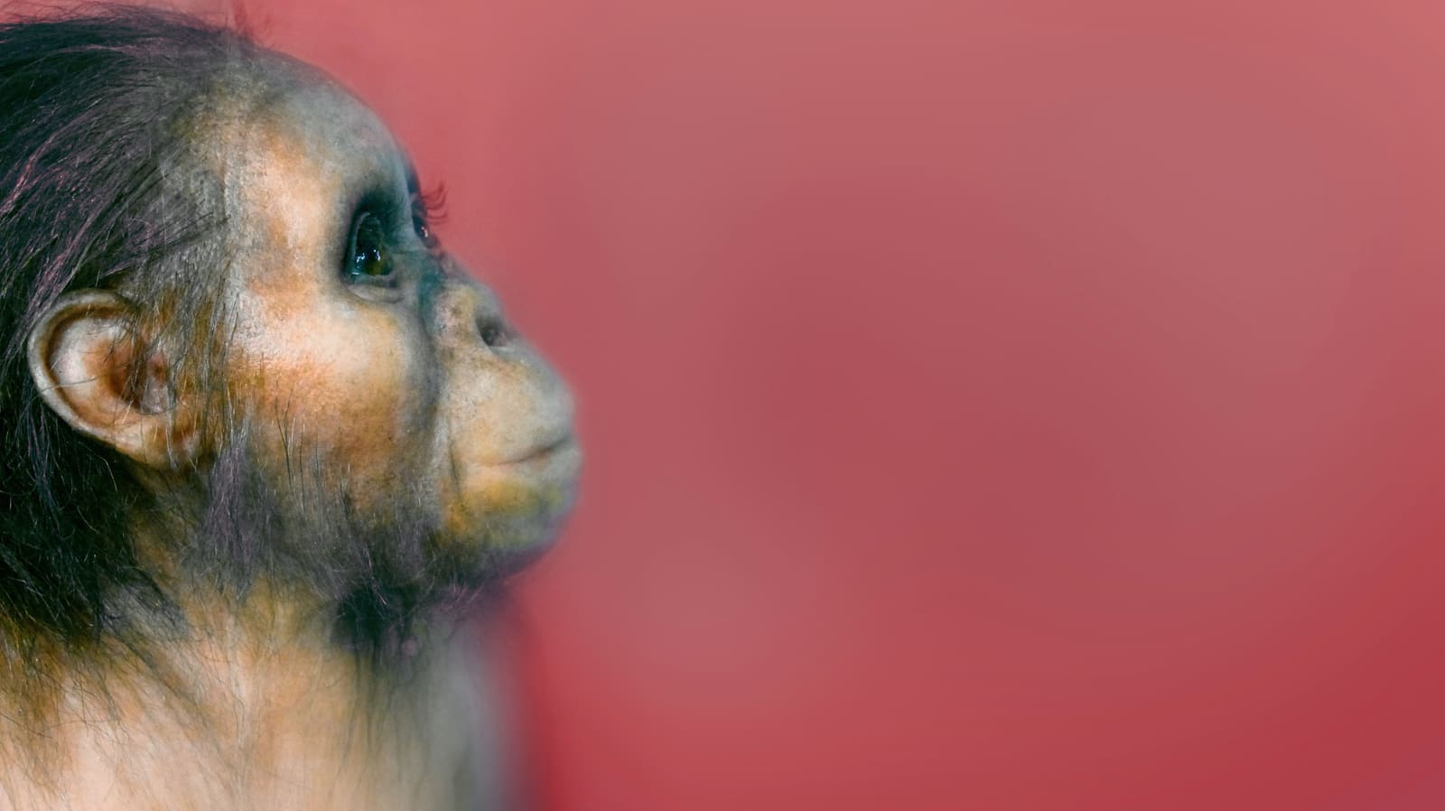 Ricostruzione del volto di Lucy, il fossile di Australopithecus afarensis