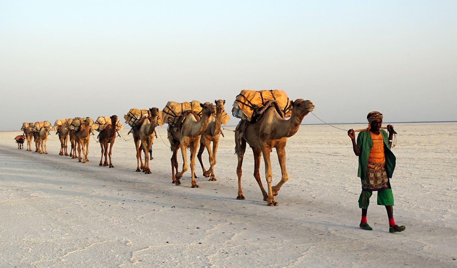 Camel caravan loaded with salt slabs crossing Lake Assale